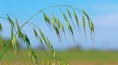 WILD OAT (Avena Selvatica)